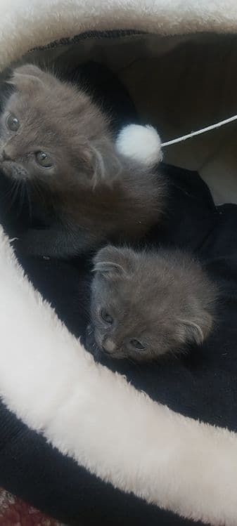 шотландский вислоухий котенок — 6