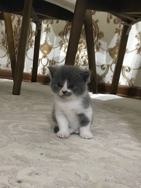 Продаётся котёнок вислоухий — 1