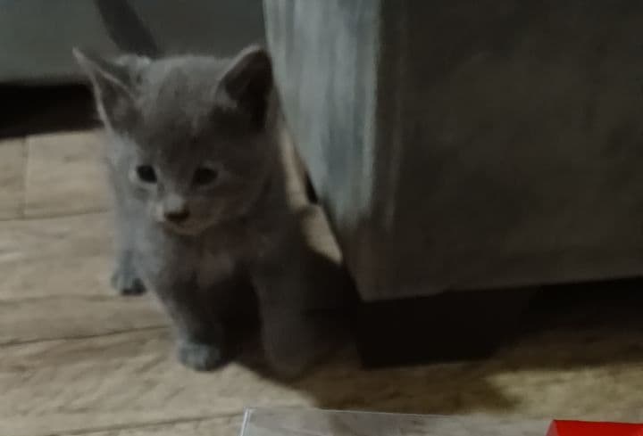 Скоттш фолд 1.5 ойли — 1
