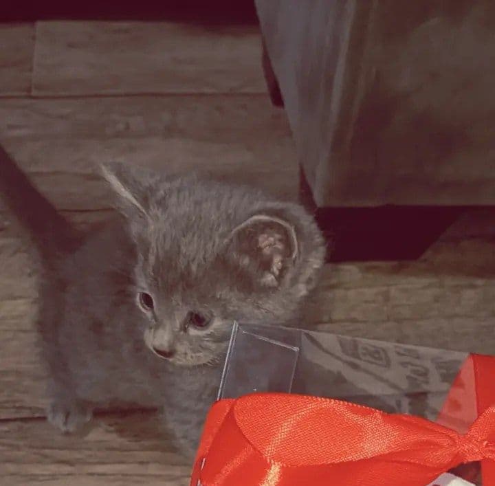 Скоттш фолд 1.5 ойли — 2