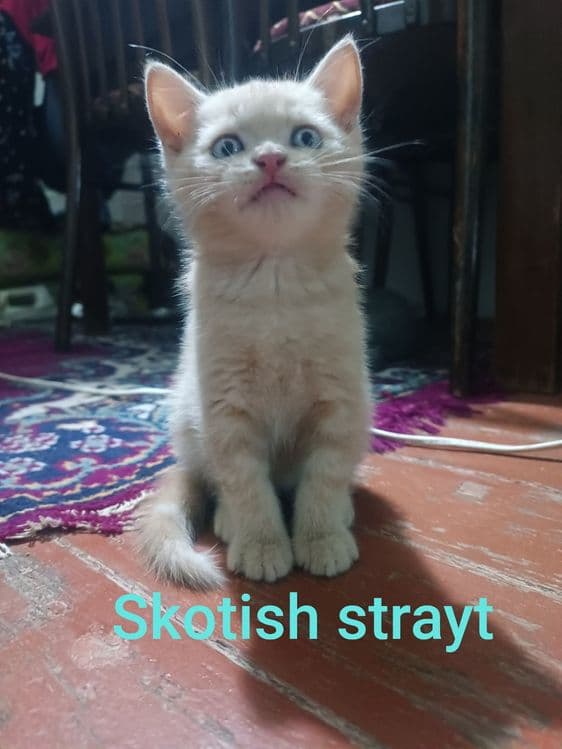 Sotiladi Britanskiy — 2