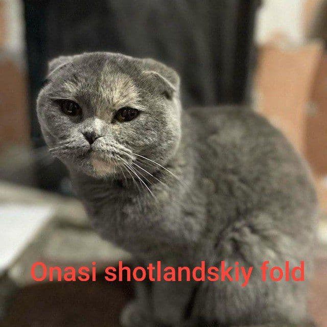 Sotiladi Britanskiy — 3
