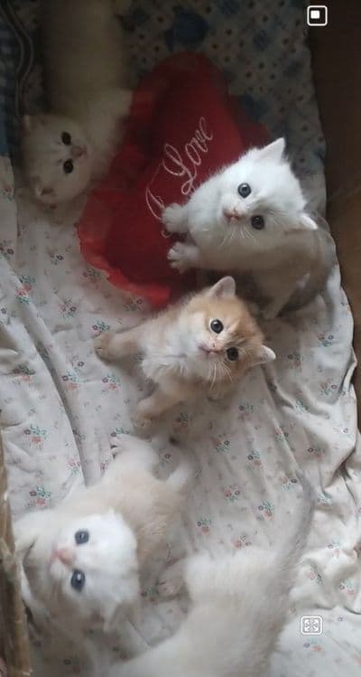 Британ мушукчалар сотувда — 4