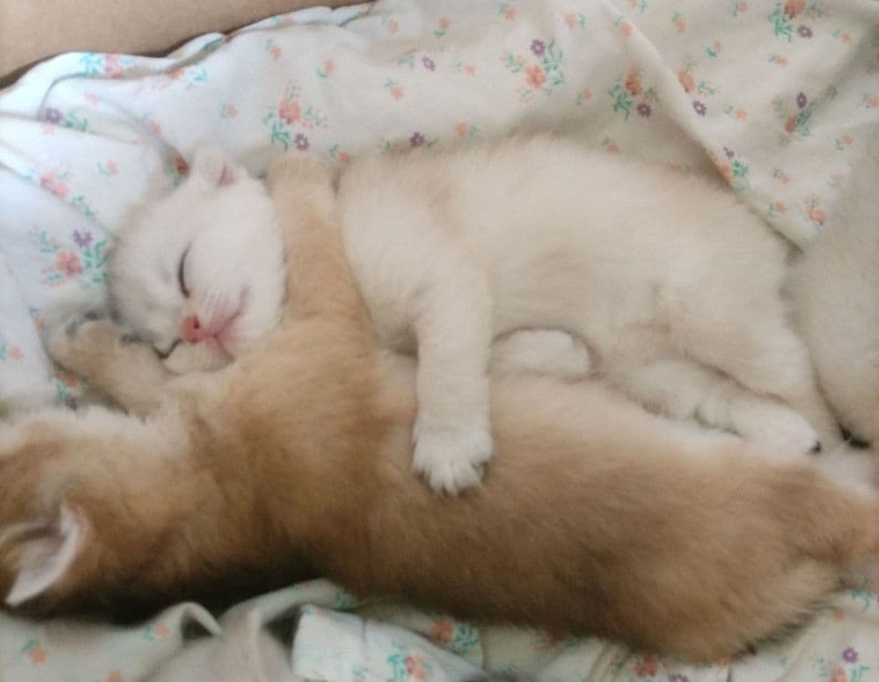Британ мушукчалар сотувда — 5