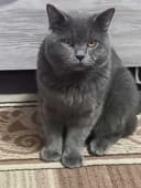 Скотиш-срайт кот