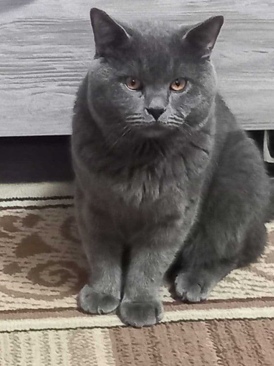 Скотиш-срайт кот — 1