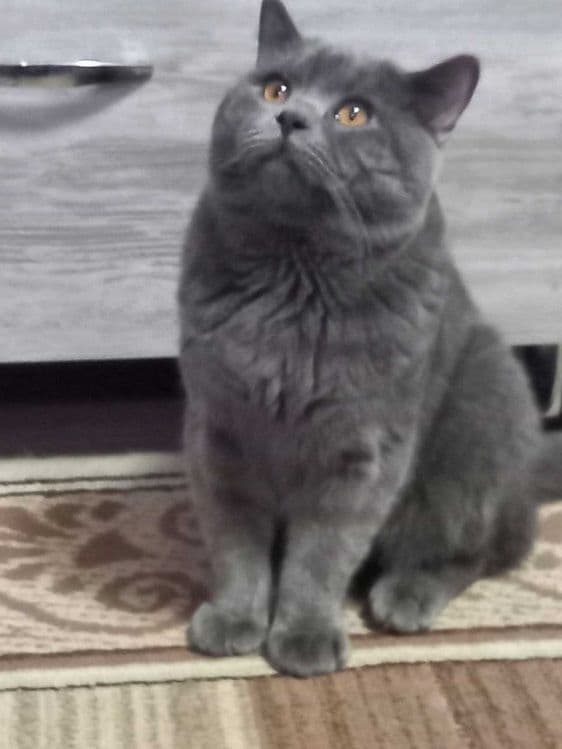 Скотиш-срайт кот — 2