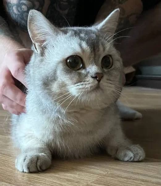 koshka (mushuk)shinshila — 1