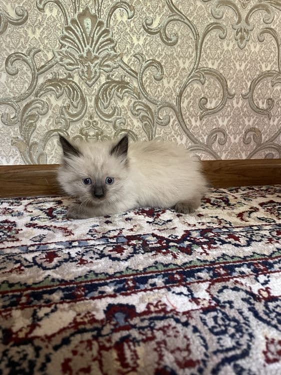 Mushuklar sotiladi. — 3