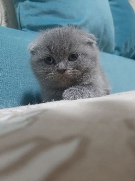 Скоттиш фолд ўғил — 2