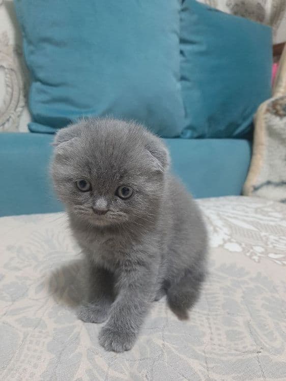 Скоттиш фолд ўғил — 4