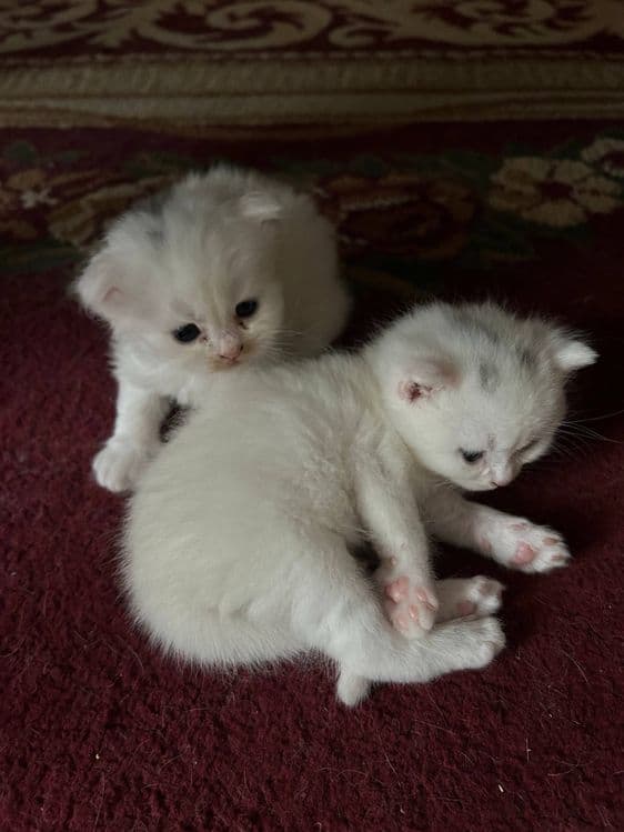 котята турк ангора — 2