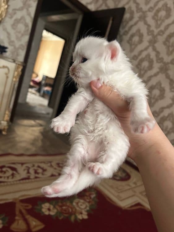 котята турк ангора — 3