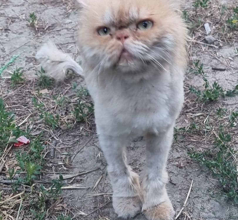 Persid mushigi vajuda zotor — 2
