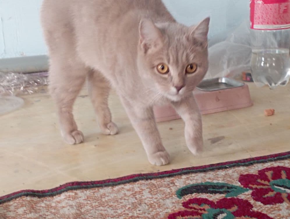 Скотиш страйк мушук — 1