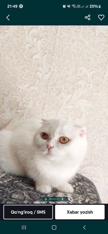 Мушук уйники сотилади — 3