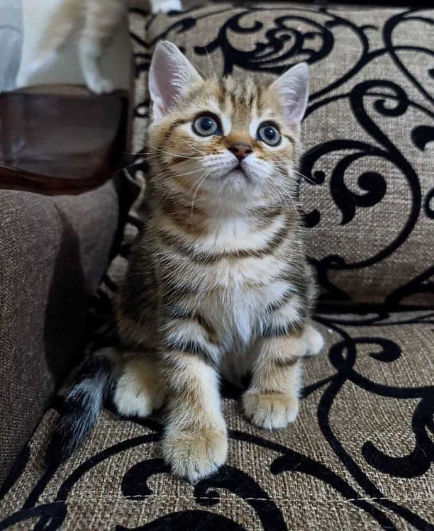 Продаются котятки — 2