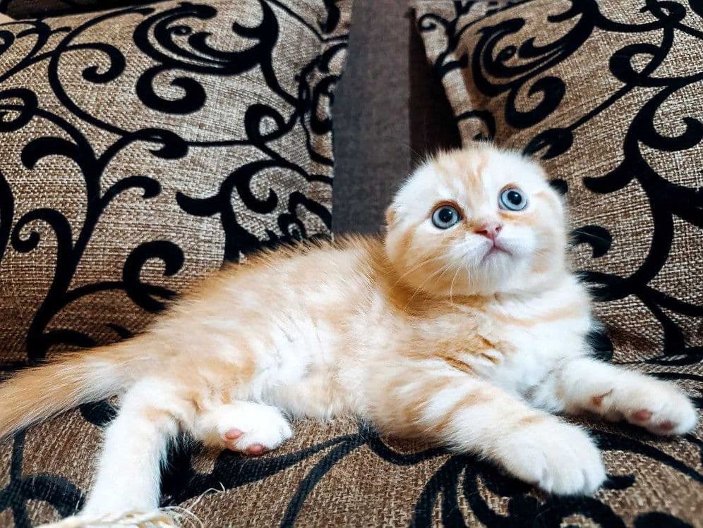 Продаются котятки — 3