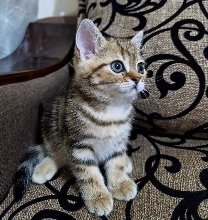 Продаются котятки — 4