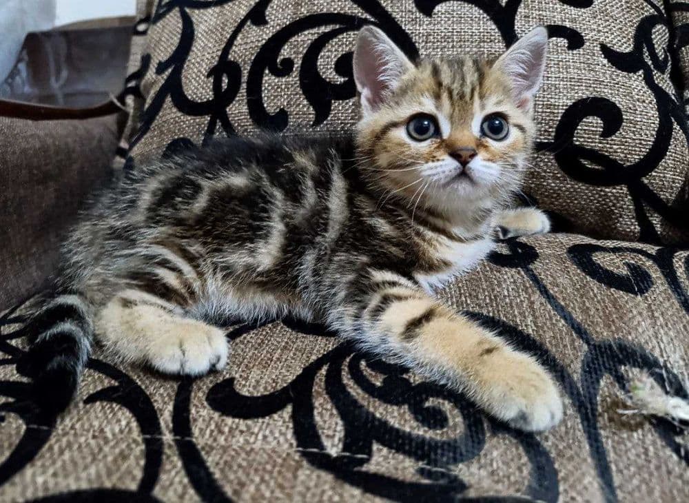 Продаются котятки — 5