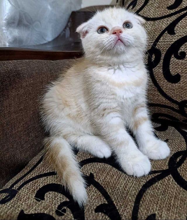 Продаются котятки — 6