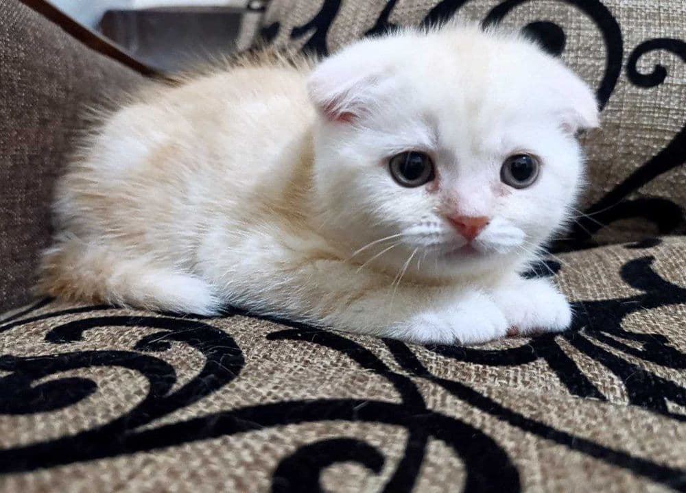Продаются котятки — 7