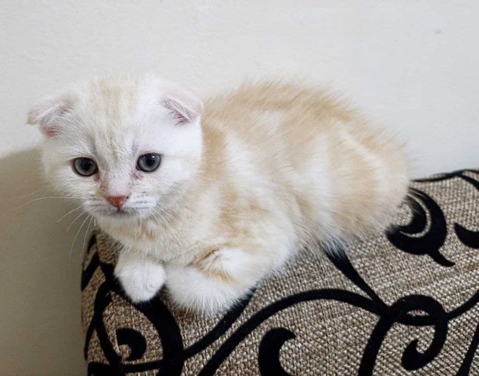 Продаются котятки — 8