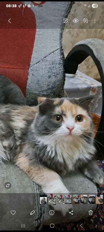 Продается котенок девочка — 2