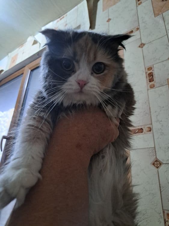 Продается котенок девочка — 3