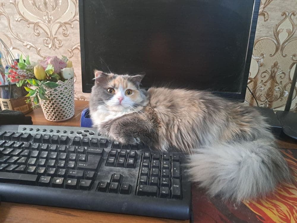 Продается котенок девочка — 4