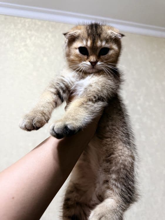 золотая шиншилла скоттиш фолд — 2