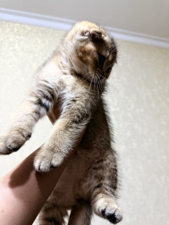 золотая шиншилла скоттиш фолд — 3