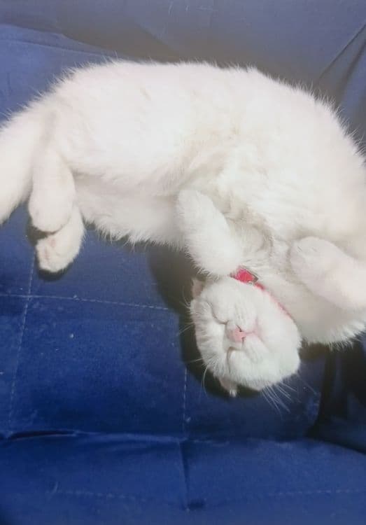 Продается кошечка 7 месяцев — 3