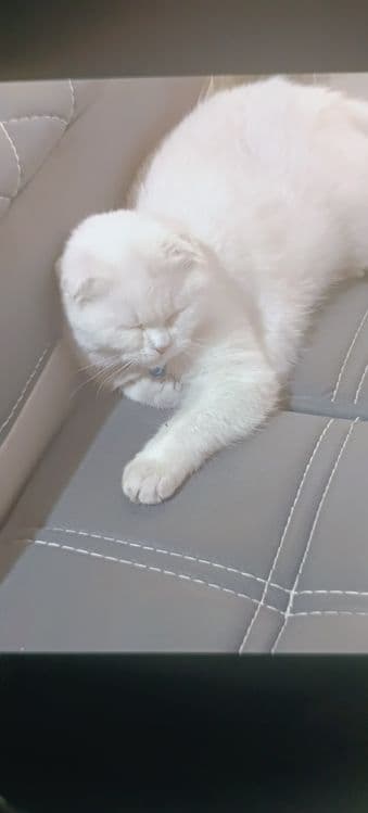 Продается кошечка 7 месяцев — 4