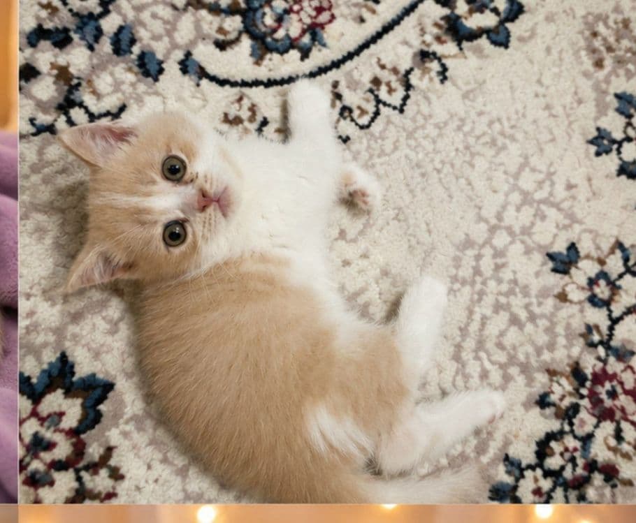 Scottish Fold / Scottish Straight/Котята — 4