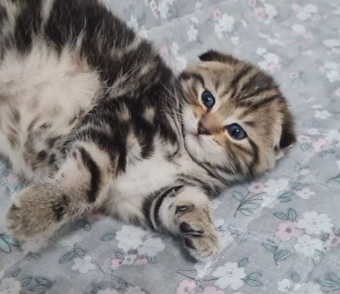 Продаются вислоухие котята — 2