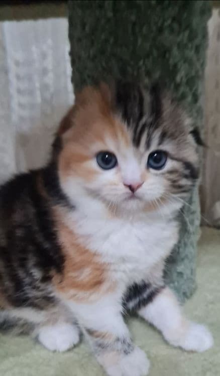 Продаются вислоухие котята — 3