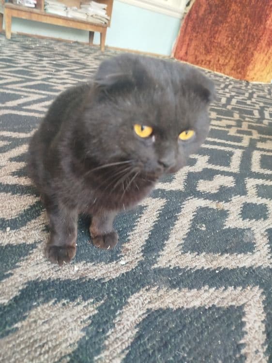 Симба кошка чёрный света — 3