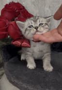 Шиншилла Мальчик, котенок 1,5 мес