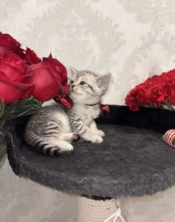 Шиншилла Мальчик, котенок 1,5 мес — 2