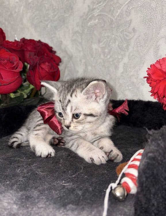 Шиншилла Мальчик, котенок 1,5 мес — 3