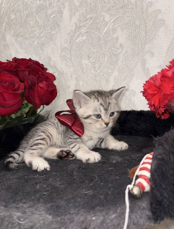 Шиншилла Мальчик, котенок 1,5 мес — 4