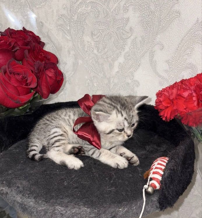 Шиншилла Мальчик, котенок 1,5 мес — 5