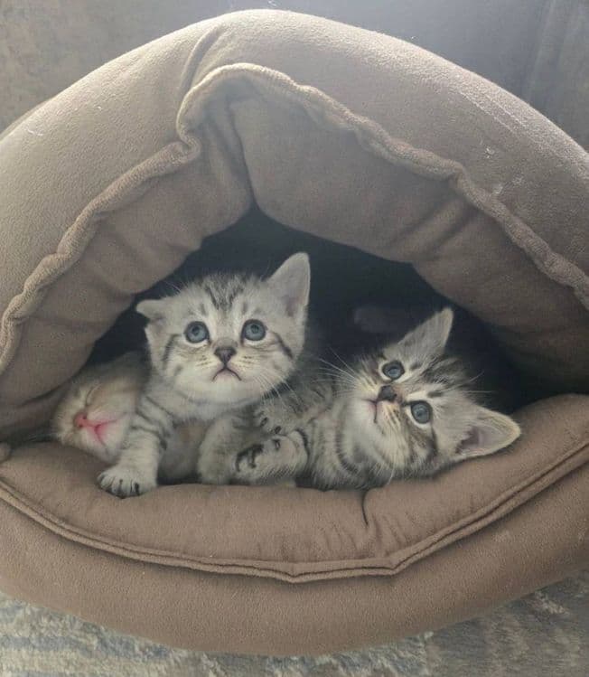 Шиншилла Мальчик, котенок 1,5 мес — 6