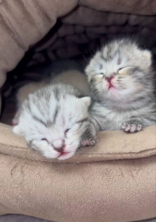 Шиншилла Мальчик, котенок 1,5 мес — 7