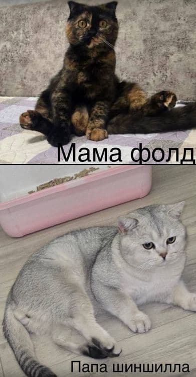 Шиншилла Мальчик, котенок 1,5 мес — 8