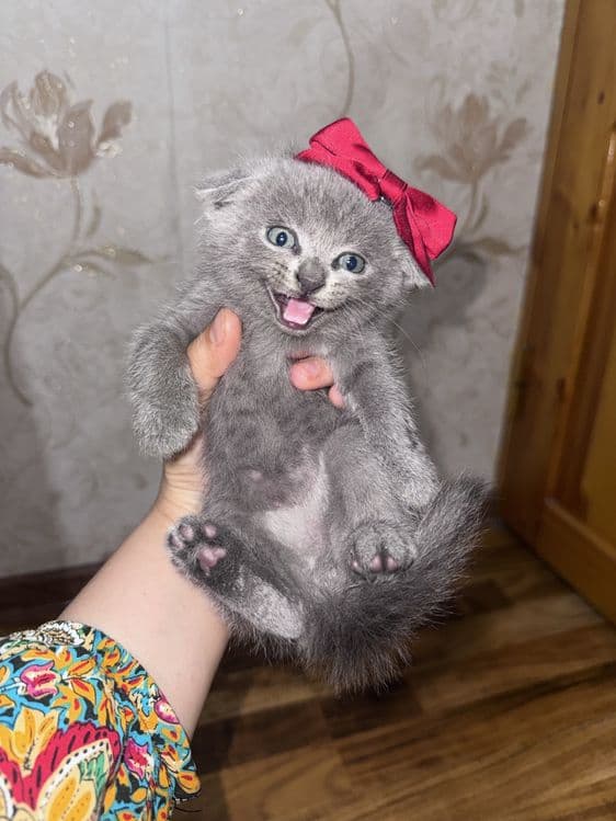 Scottish fold va Scottish straight — 2
