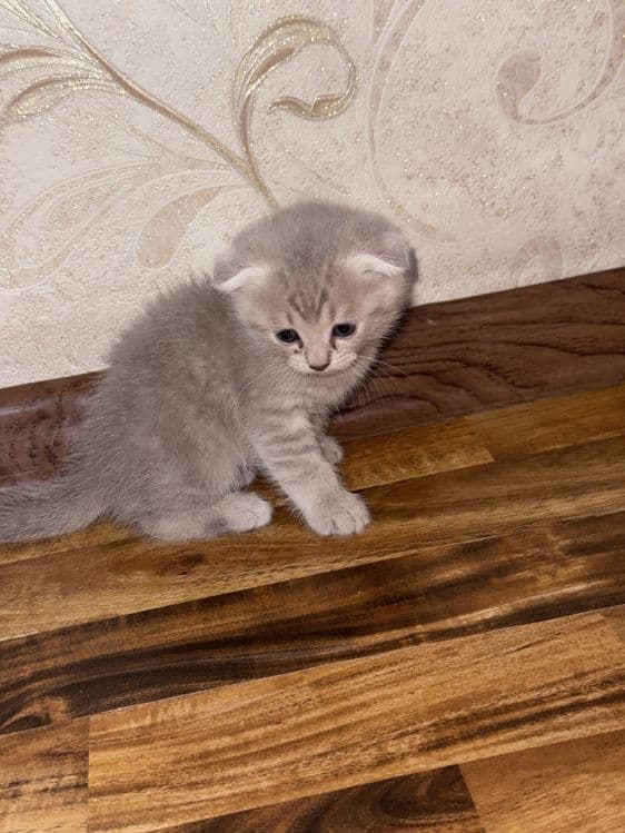 Scottish fold va Scottish straight — 3