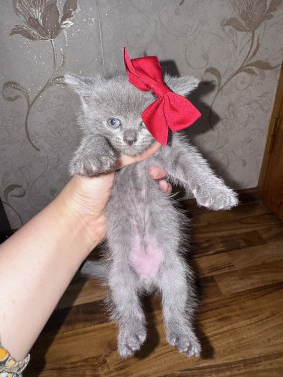 Scottish fold va Scottish straight — 4
