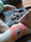 Вислоухие котята